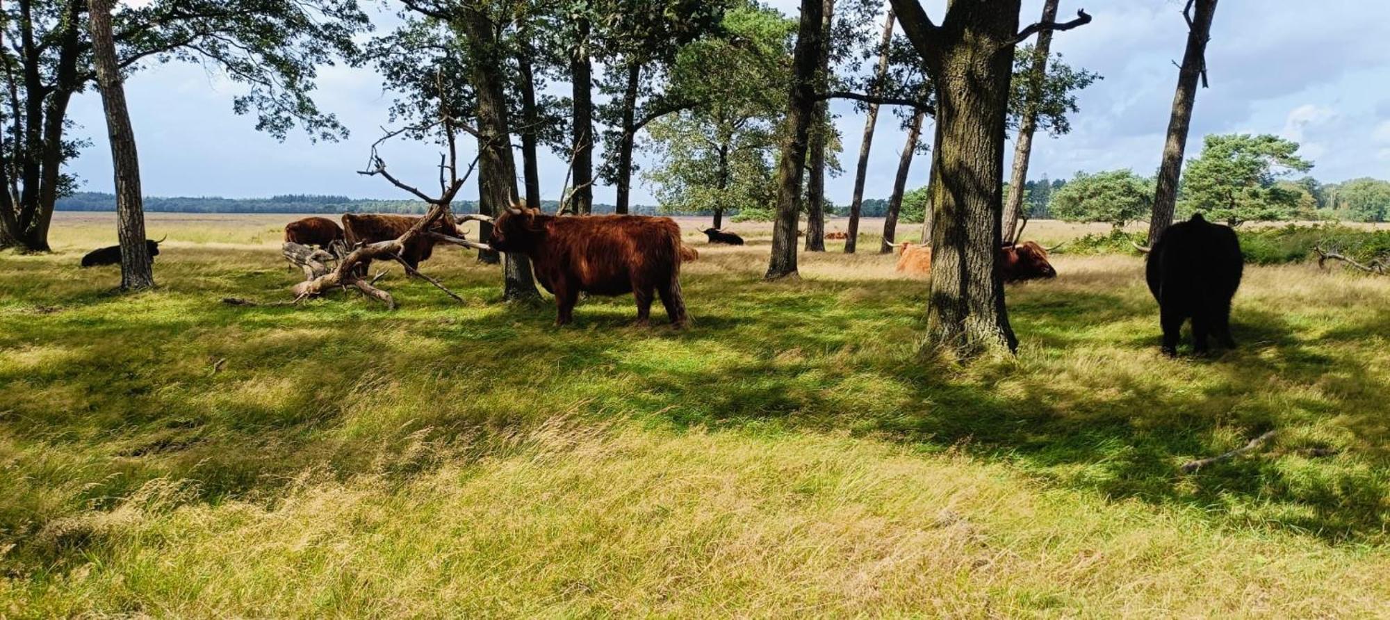 Hotel Het Witte Veen Witteveen Eksteriør billede
